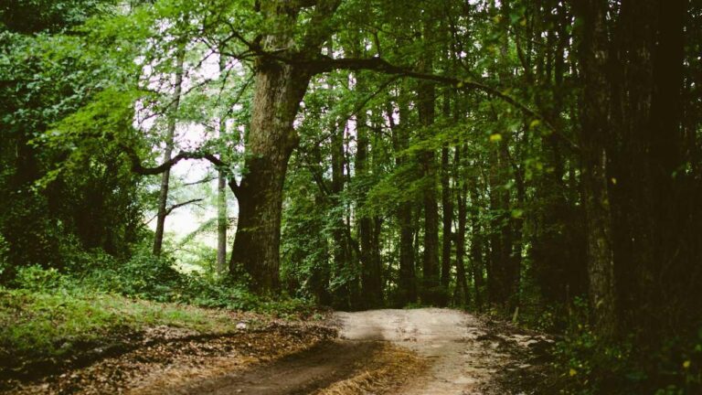 Where Can I Apply My 11Xplay Promo Code For Cashback?