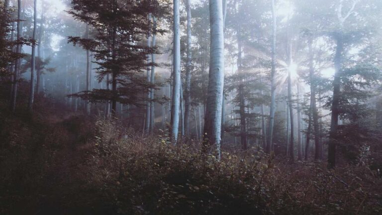 How Can I Contact The 99Exch Support Team For Help?